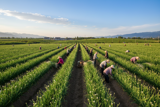 Reliable Jinxiang Garlic Supplier in Dubai,Zileeland