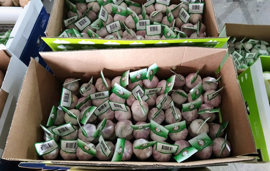garlic