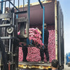 garlic supplier china
