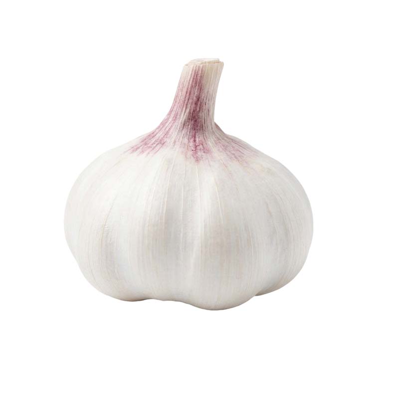 Standard purple striped garlic wholesale fresh from Jinxiang with firm cloves and clean skin.