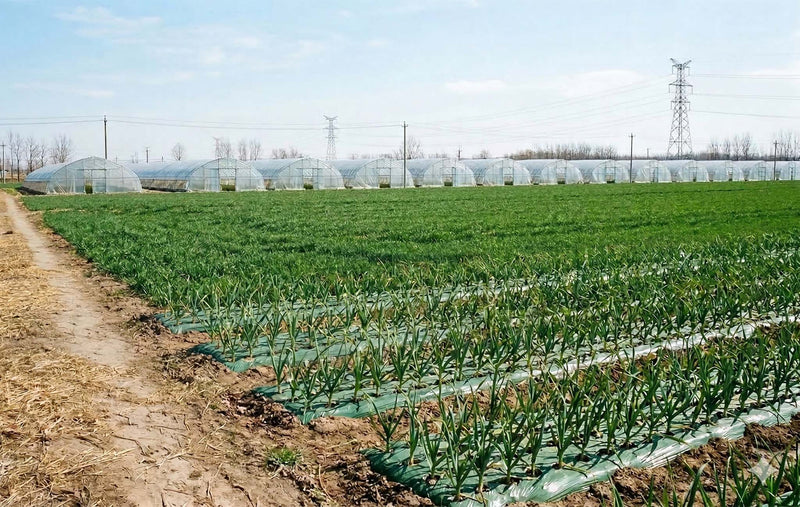 Farm-Direct Sourcing